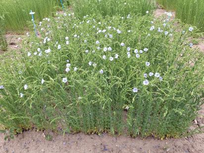 Click for 1 image(s) for this accession.